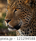 ヒョウのアップ画像 121294588