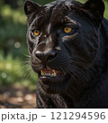 クロヒョウのアップ画像 121294596