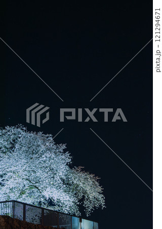 夜空に浮かぶ戌亥櫓台のサクラ【松代城跡】 121294671