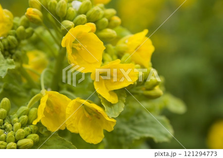 菜の花 121294773