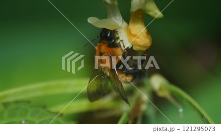 イタチササゲの蜜を吸うトラマルハナバチ 121295073