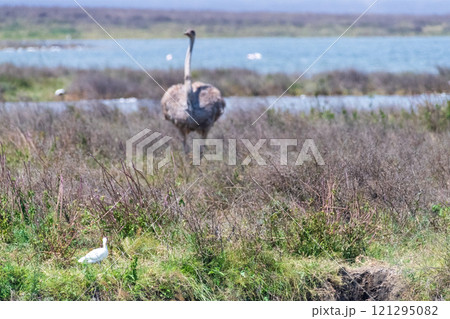 Ostriches in the Ngorogoro Crater 121295082