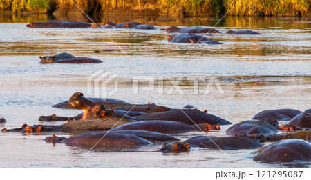 Hippo pool in the Serengeti 121295087