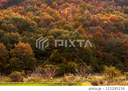 241105丹生川z007 121295216