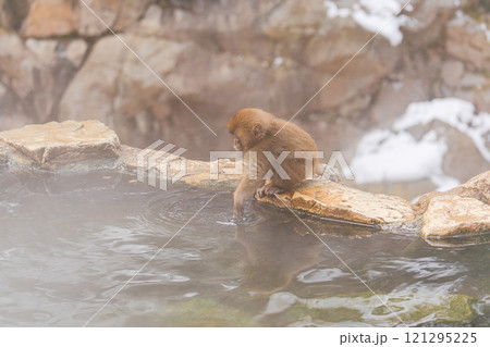 湯加減を確かめる小猿【長野県・地獄谷野猿公苑】 湯加減を確かめる小猿【長野県・地獄谷野猿公苑】 121295225