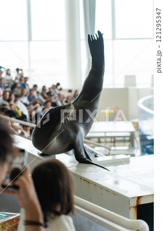 アシカの逆立ち 121295347