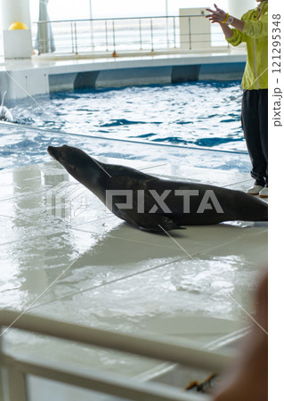 アクアワールド大洗のアシカショー 121295348