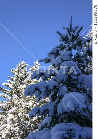 雪に覆われた木々 121295376