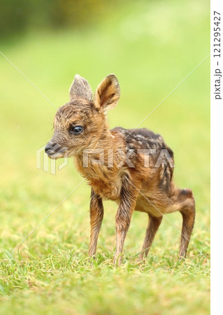 Adorable roe deer fawn in spring 121295427
