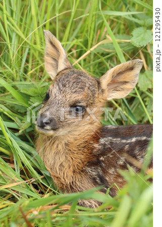 Adorable roe deer fawn in spring 121295430