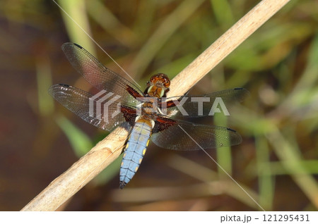 Detail of broad bodied chaser 121295431