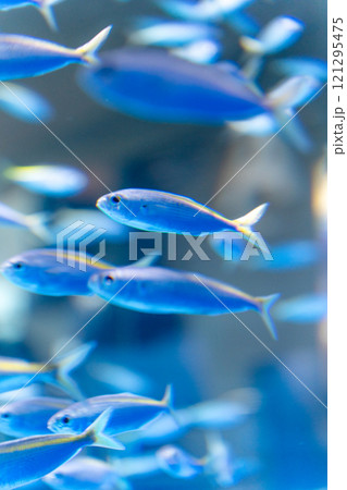 アクアワールド大洗のイワシ 121295475