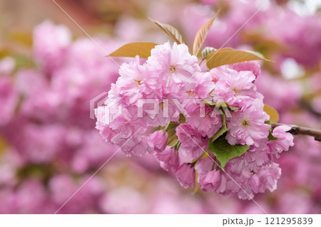 即購入可❣️②1番花 河津桜✨キラキラcharm Japan Sakura cherry blossom Kawazu-zakura 日本 河津桜 Stock