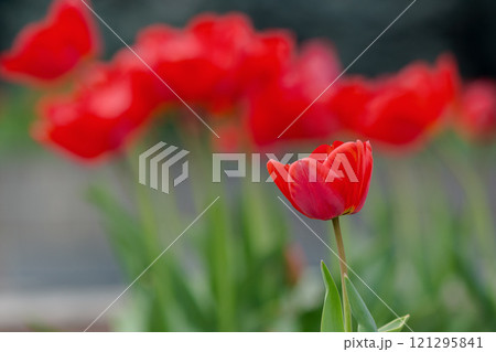 red tulip flowers blooming in the garden. beautiful nature background in spring. closeup view 121295841