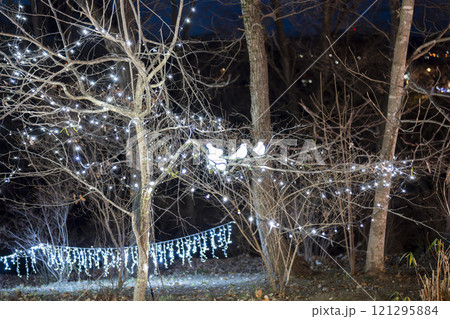 冬のイルミネーションShibata Fantasy Illumination2024 宮城県柴田町 冬のイルミネーションShibata Fantasy Illumination2024 宮城県柴田町 121295884