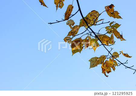 241108丹生川m060 241108丹生川m060 121295925