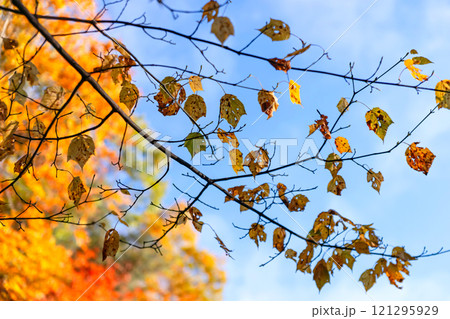 241108丹生川z039 121295929