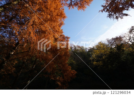 メタセコイヤ 121296034