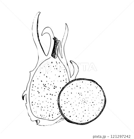 Dragonfruit graphic vector composition isolated on white background. High quality hand drawn black and white art for kitchen items design, packages, restaurant menu, perfume, label, logo and decor Dragonfruit graphic vector composition isolated on white background. High quality hand drawn black and white art for kitchen items design, packages, restaurant menu, perfume, label, logo and decor 121297242