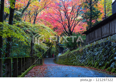 241111日枝神社z001 121297322