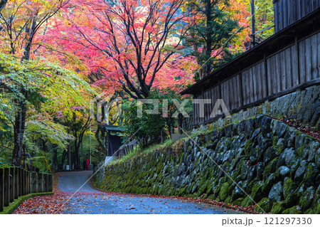 241111日枝神社z004 241111日枝神社z004 121297330