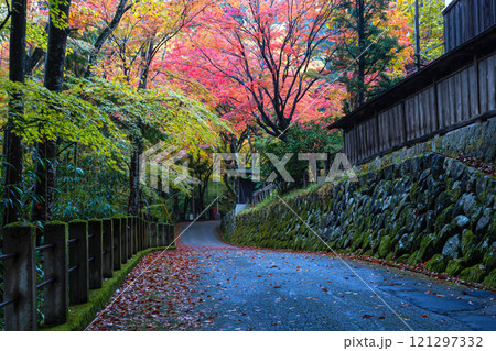 241111日枝神社z005 241111日枝神社z005 121297332