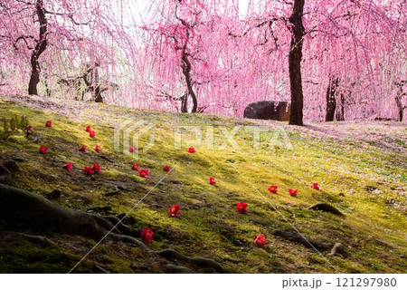 城南宮の神苑、落椿と梅の花美しい春の風景 城南宮の神苑、落椿と梅の花美しい春の風景 121297980