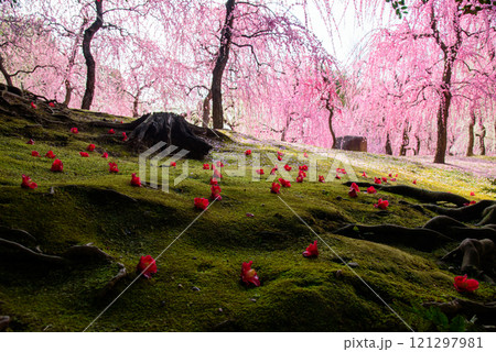 城南宮の神苑、落椿と梅の花美しい春の風景 城南宮の神苑、落椿と梅の花美しい春の風景 121297981