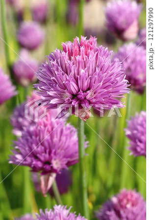 Curative violet chives flower blooming 121297990