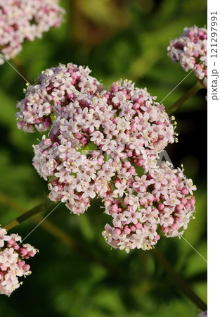 Healing pink valerian flower blooming 121297991