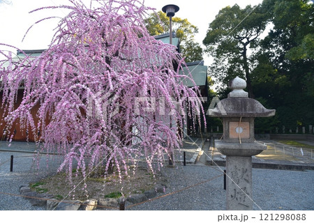 灯籠としだれ梅　城南宮 121298088