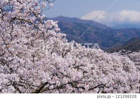 富士川町・大法師公園の満開の桜と富士 富士川町・大法師公園の満開の桜と富士 121298228