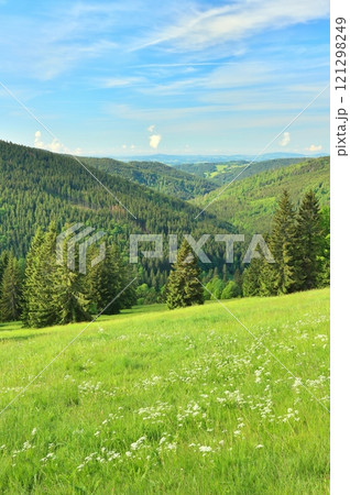 Mountain meadow in the Krkonose Mountains in the Czech Republic Mountain meadow in the Krkonose Mountains in the Czech Republic 121298249