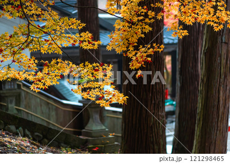 241112日枝神社m038 121298465