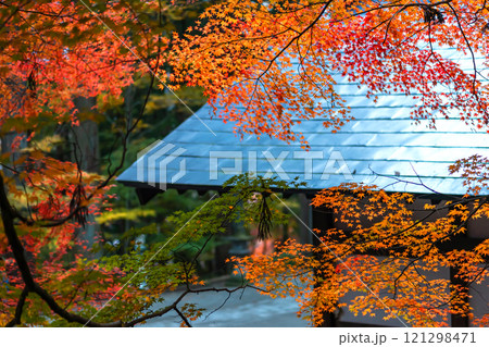 241112日枝神社m051 121298471