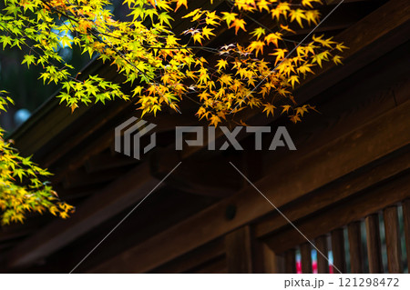 241112日枝神社m053 241112日枝神社m053 121298472