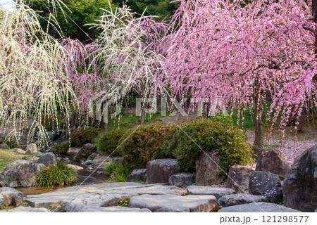 城南宮神苑の枝垂れ梅 城南宮神苑の枝垂れ梅 121298577