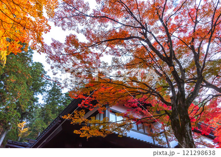 241113日枝神社z008 121298638