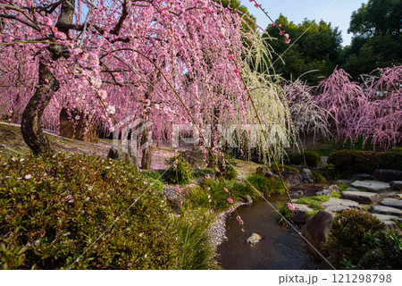 城南宮神苑の枝垂れ梅 城南宮神苑の枝垂れ梅 121298798