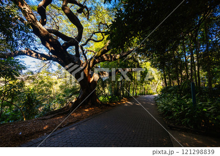 City Botanic Gardens in Brisbane Australia City Botanic Gardens in Brisbane Australia 121298839