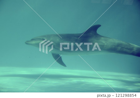 イルカ 121298854
