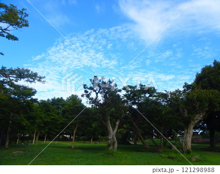 大磯城山公園（神奈川県大磯町） 121298988