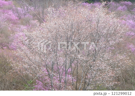 京都高雄のミツバツツジと山桜 121299012