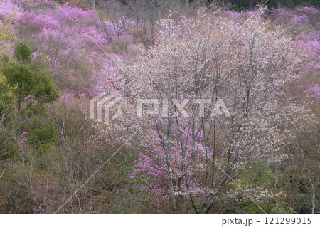 京都高雄のミツバツツジと山桜 121299015