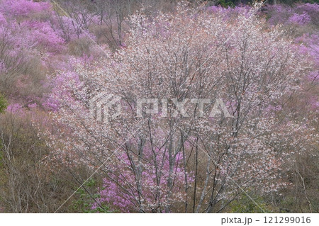 京都高雄のミツバツツジと山桜 121299016