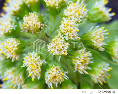 開いたフキノトウのクローズアップ 開いたフキノトウのクローズアップ 121299018