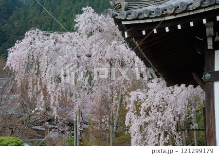 京都の善峰寺の枝垂れ桜 京都の善峰寺の枝垂れ桜 121299179