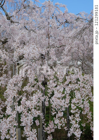 京都の善峰寺の枝垂れ桜 京都の善峰寺の枝垂れ桜 121299181