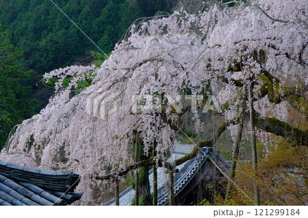 京都の善峰寺の枝垂れ桜 京都の善峰寺の枝垂れ桜 121299184