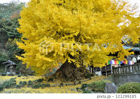 埼玉県東松山市 坂東三十三観音10番札所 正法寺 岩殿観音の大銀杏 121299185